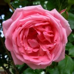 iMVpinkrose