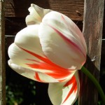 FMVRembrandtTulip