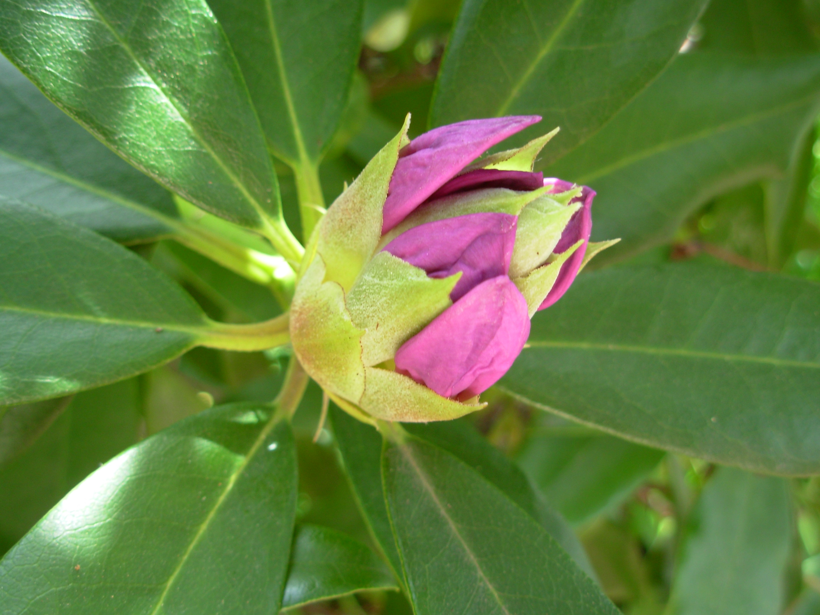 Exoticflower1 Exoticflower1