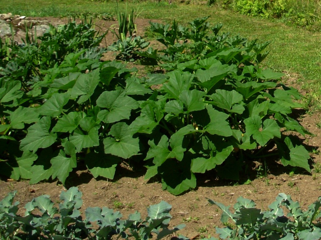 lougarden1