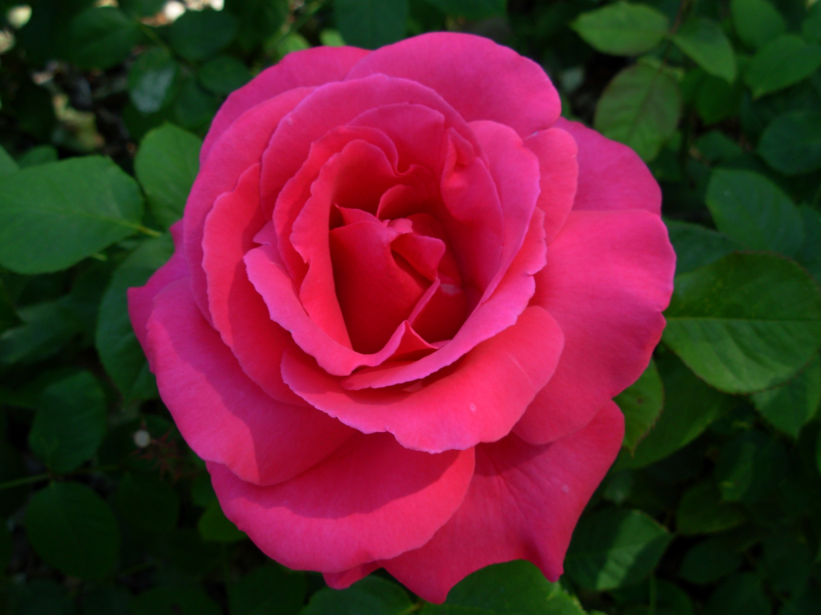 rosebrightpink rosebrightpink