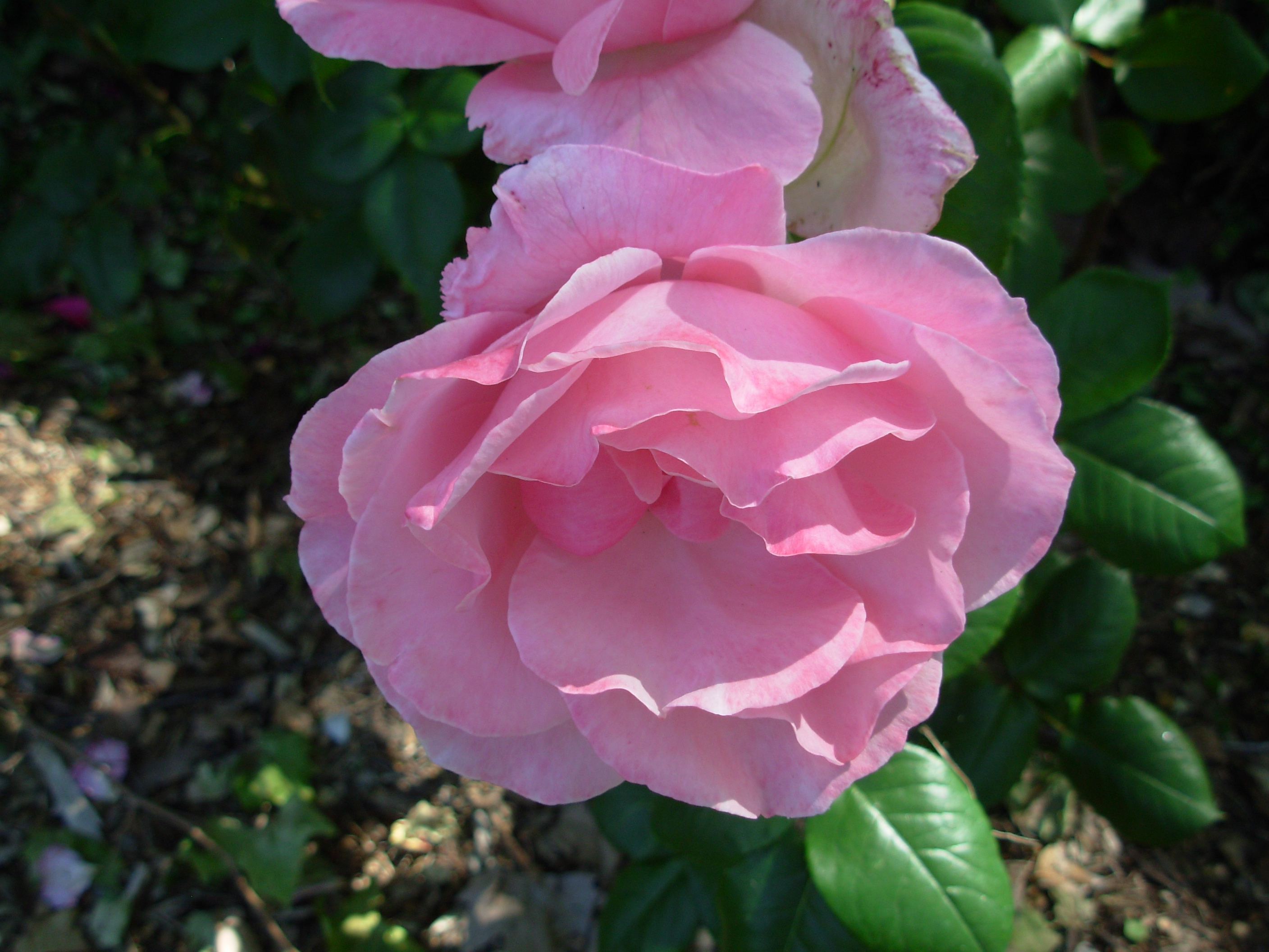 rosepalepink rosepalepink