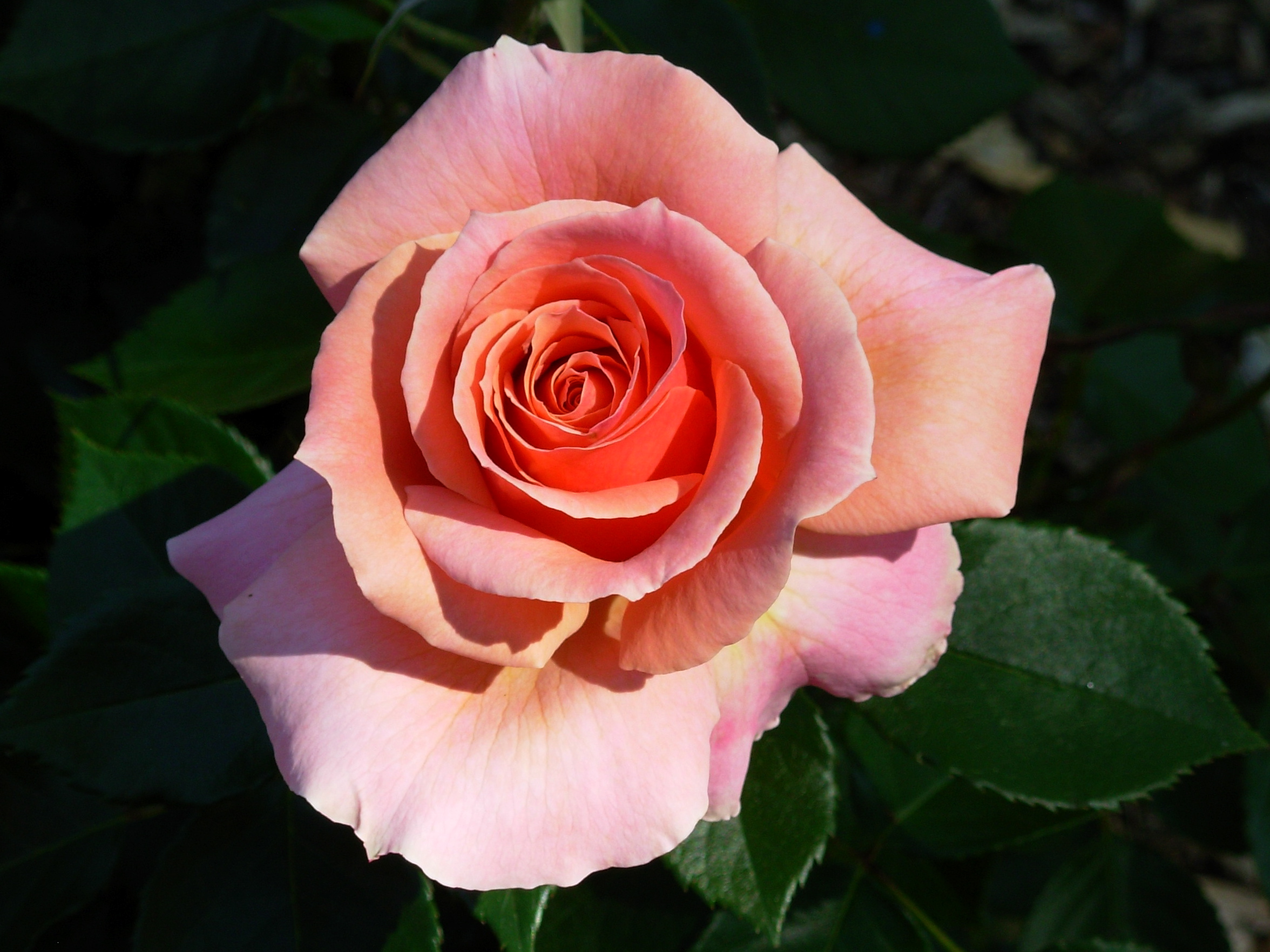 rosepeach rosepeach