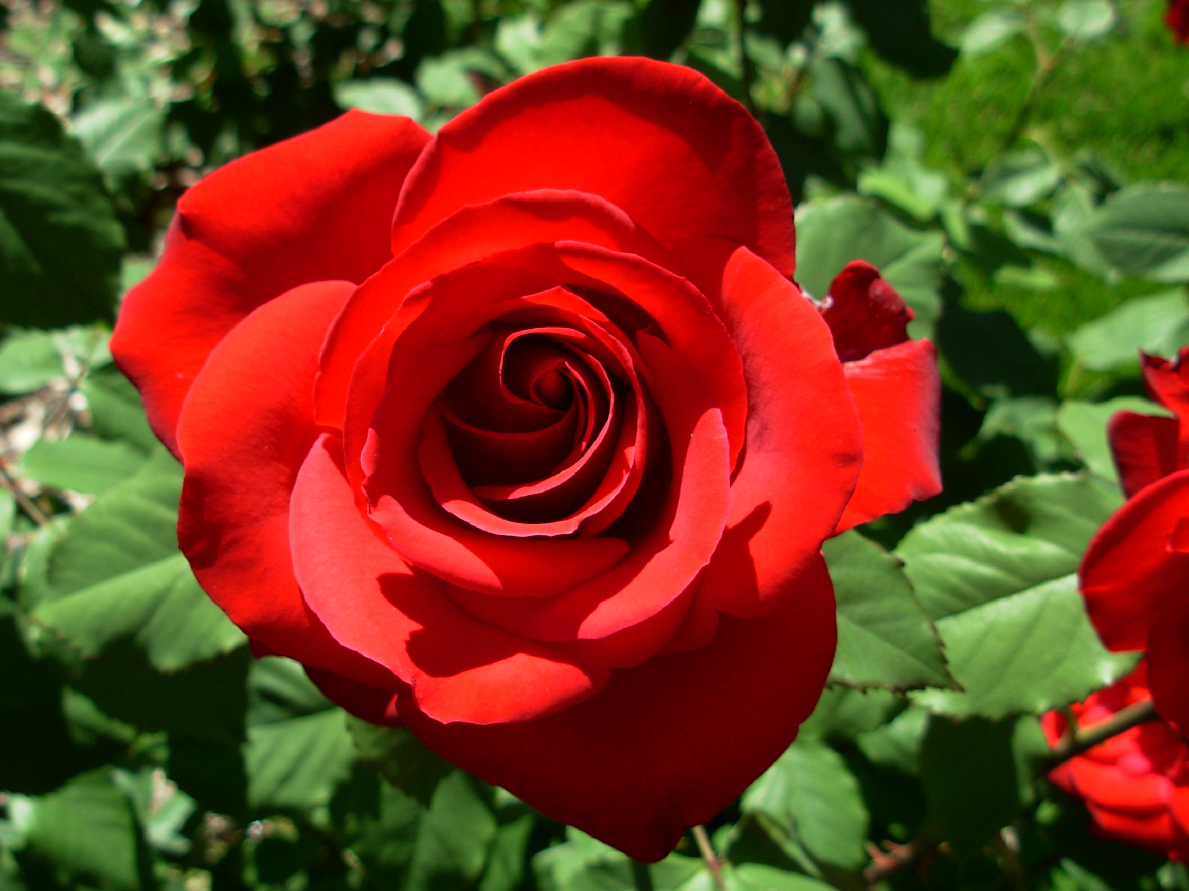 rosered rosered