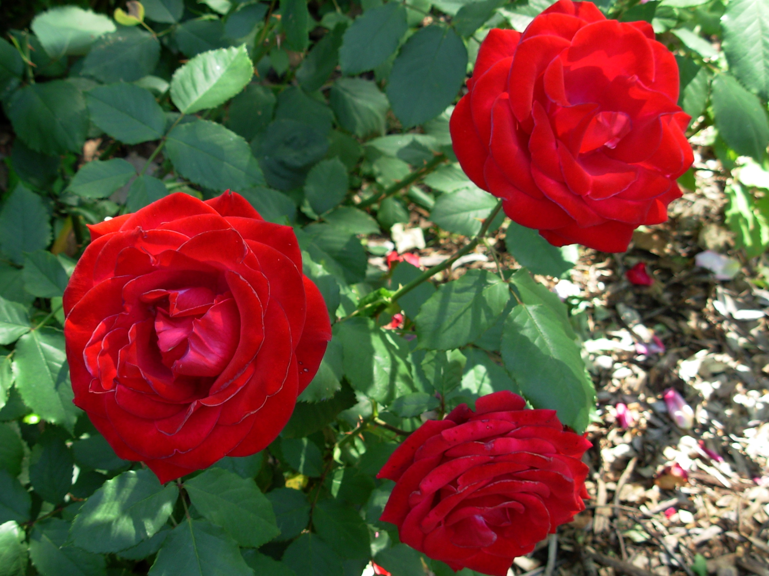 rosered3 rosered3