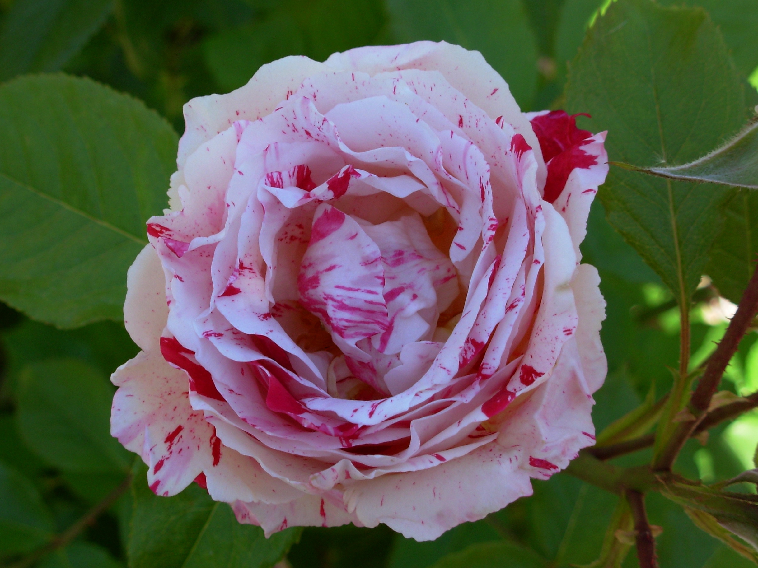 roseredwhite roseredwhite