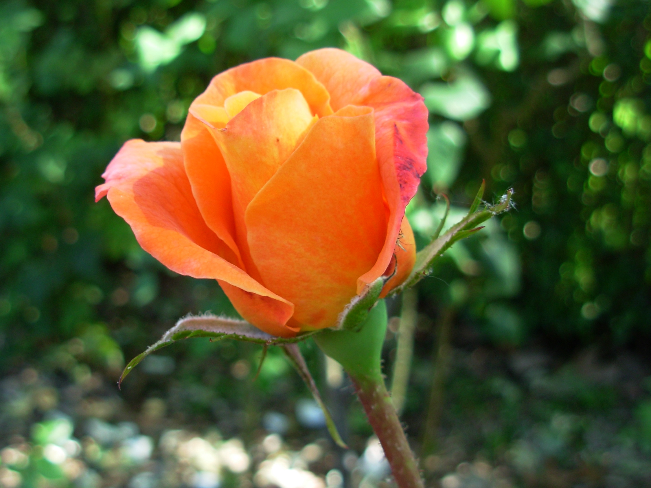 rosesmall rosesmall
