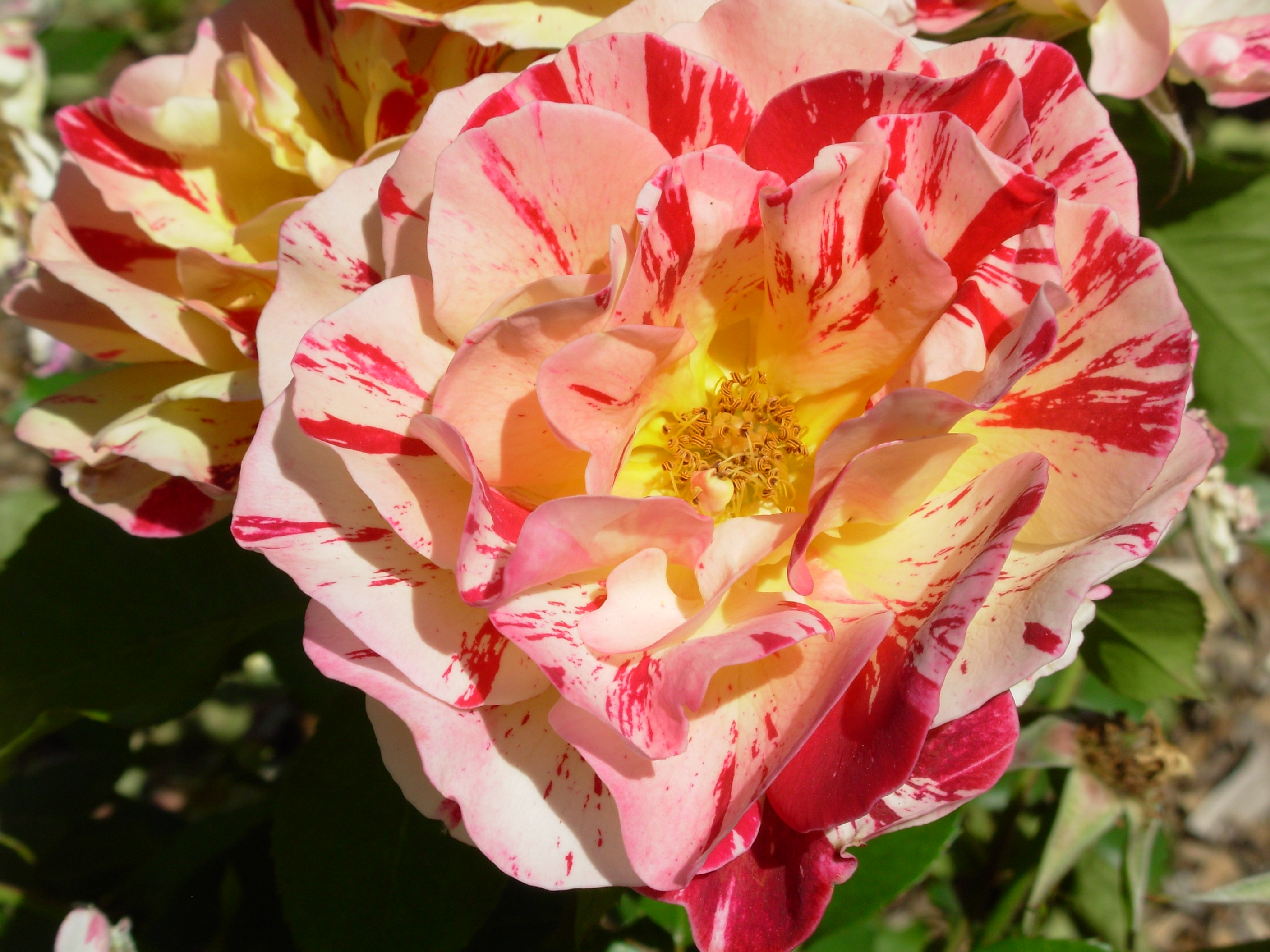 roseyellowredopen roseyellowredopen