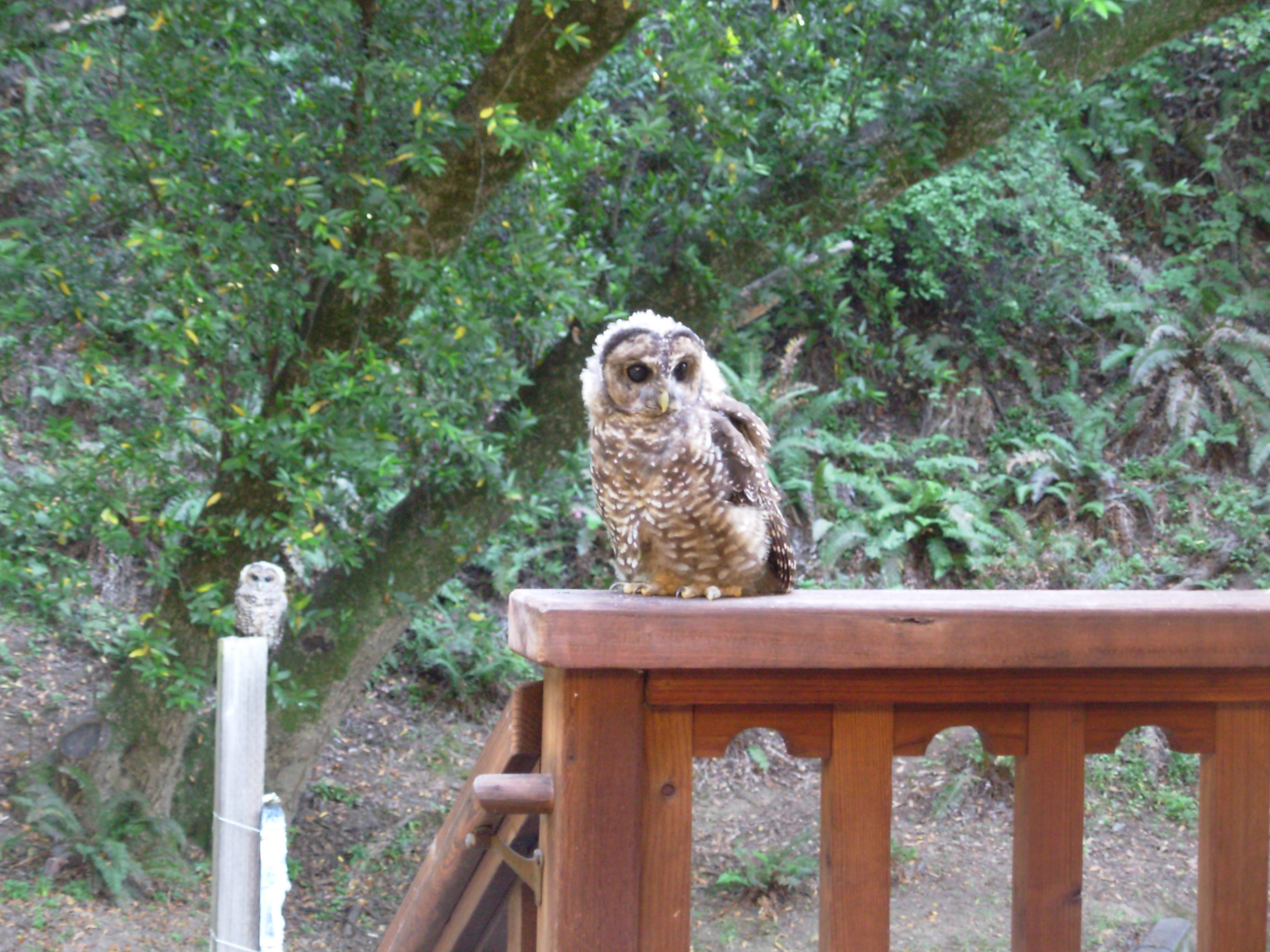 owl3 owl3