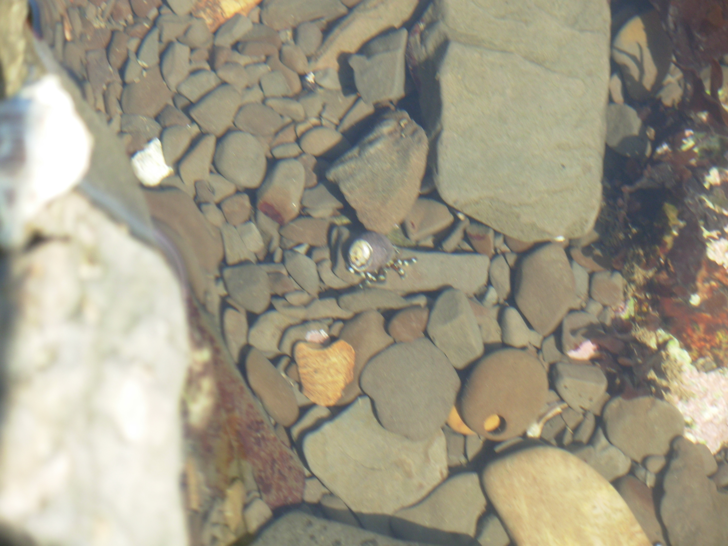 tidecrab tidecrab