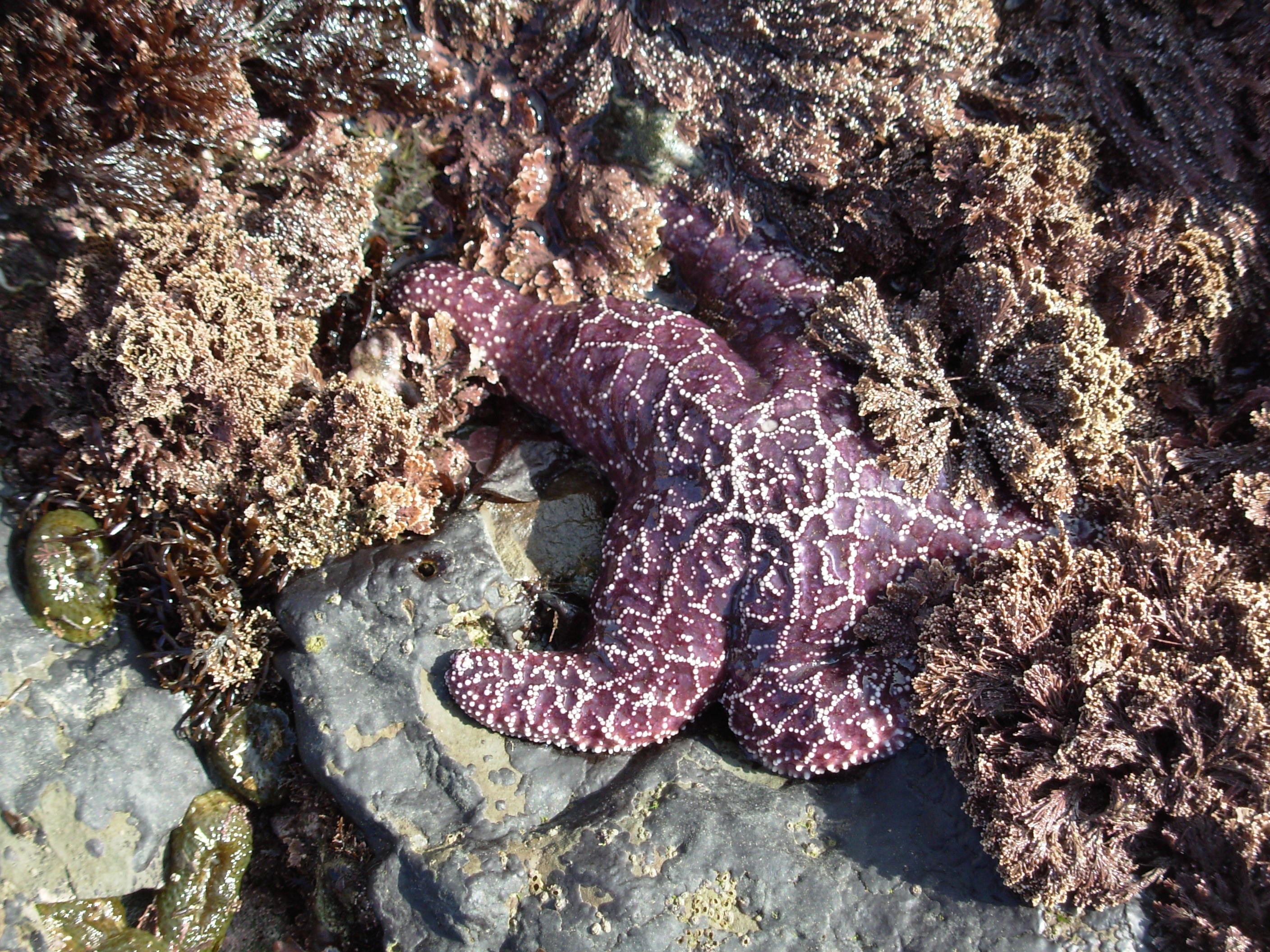 tidestarfish tidestarfish