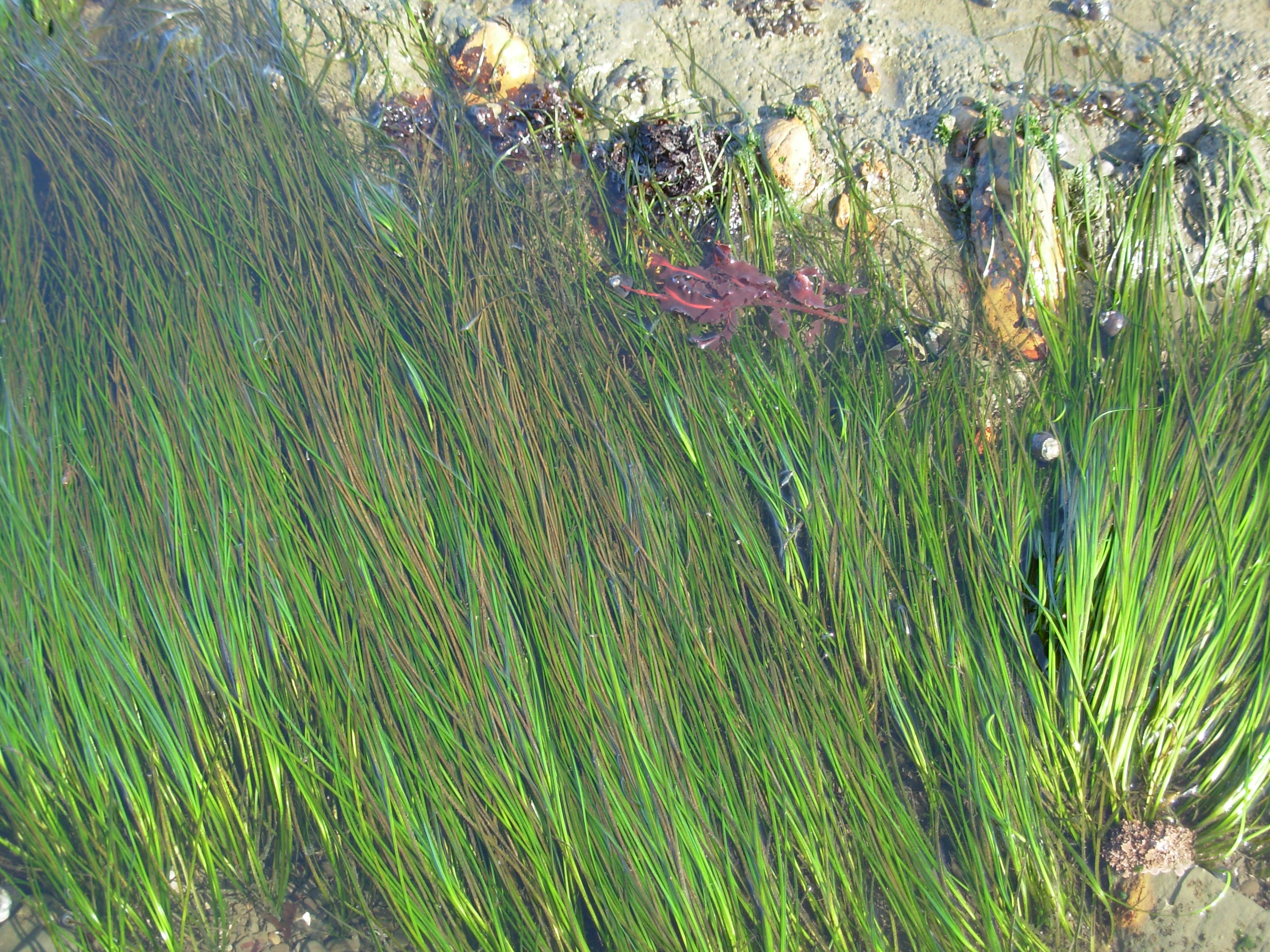 tidesurfgrass tidesurfgrass