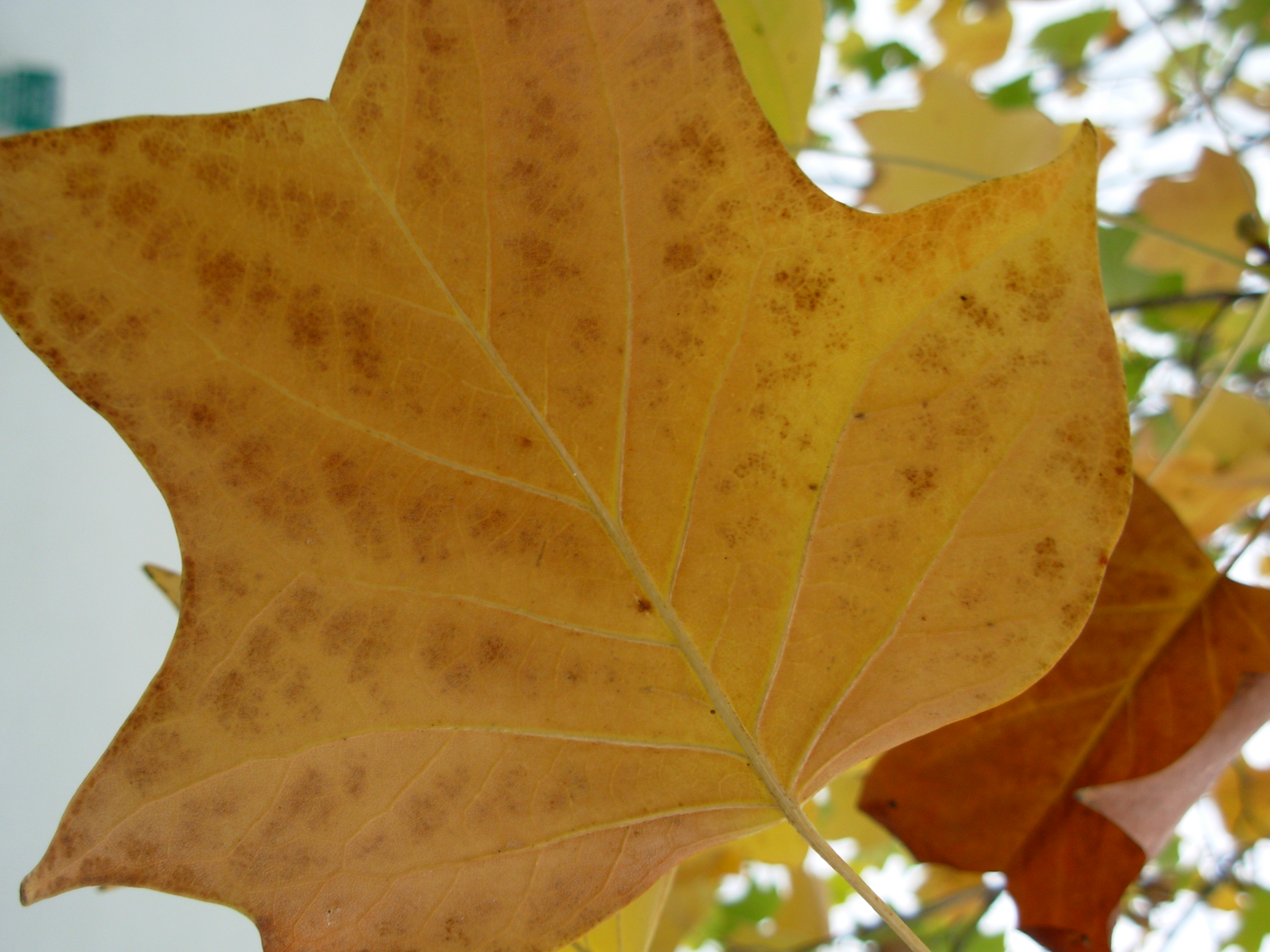 fallleaf2 fallleaf2