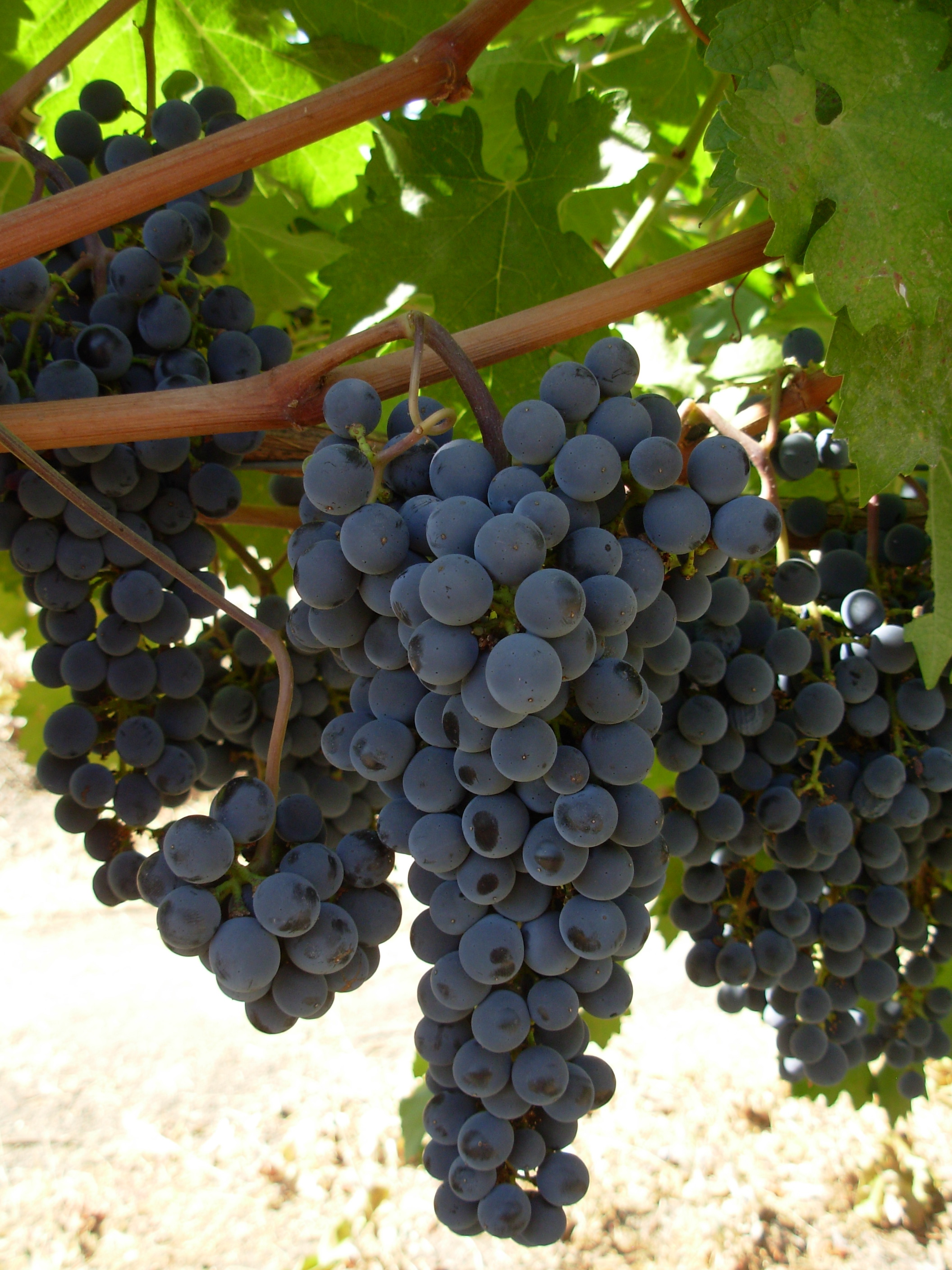 fallgrape18 fallgrape18