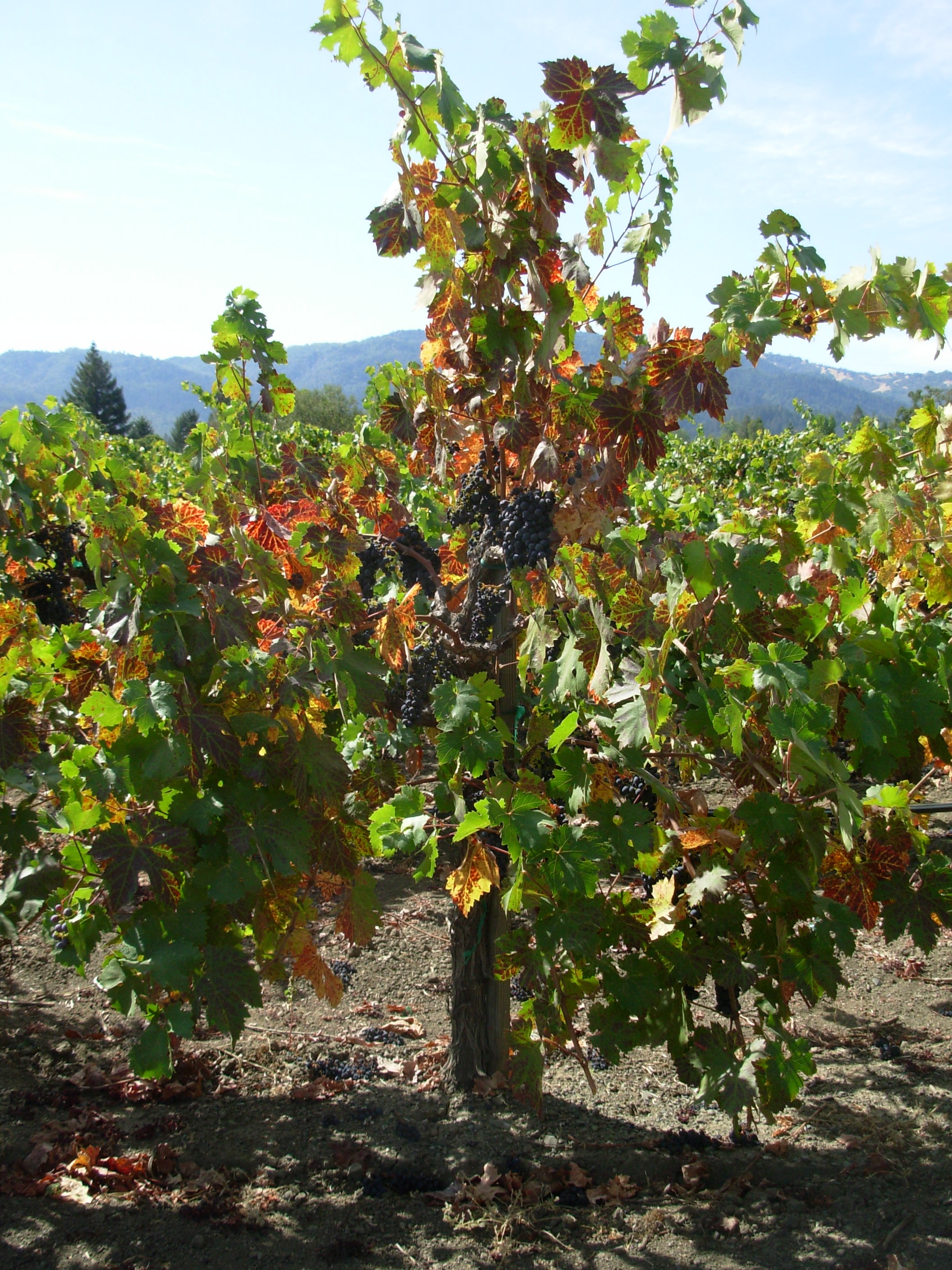 fallgrape19 fallgrape19