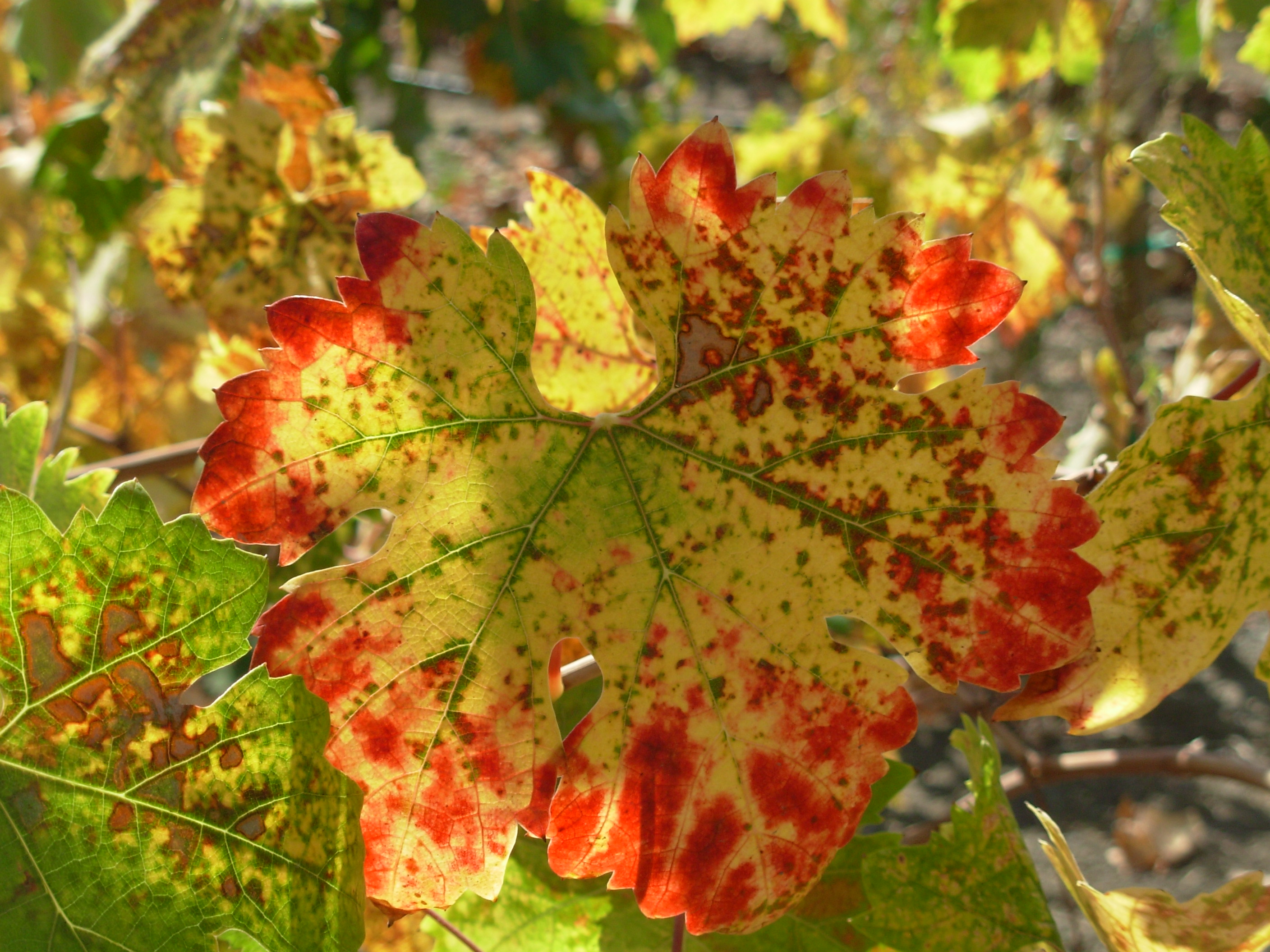 fallgrape2 fallgrape2
