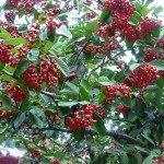 winterberries winterberries