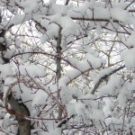 wintersnowtree wintersnowtree