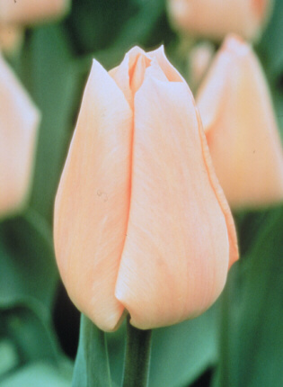 apricotbeautytulip2