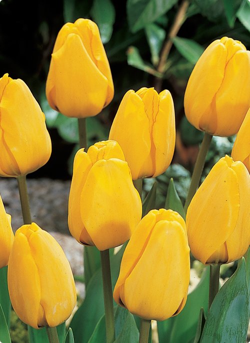 goldenapeldoorn2