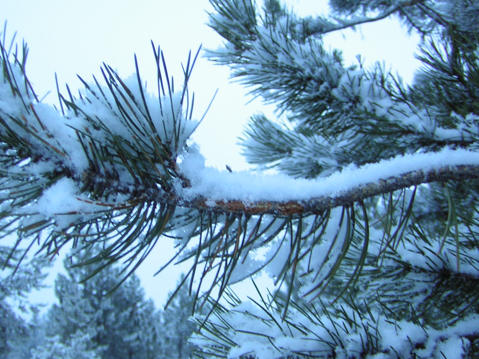 wintersnowtree2