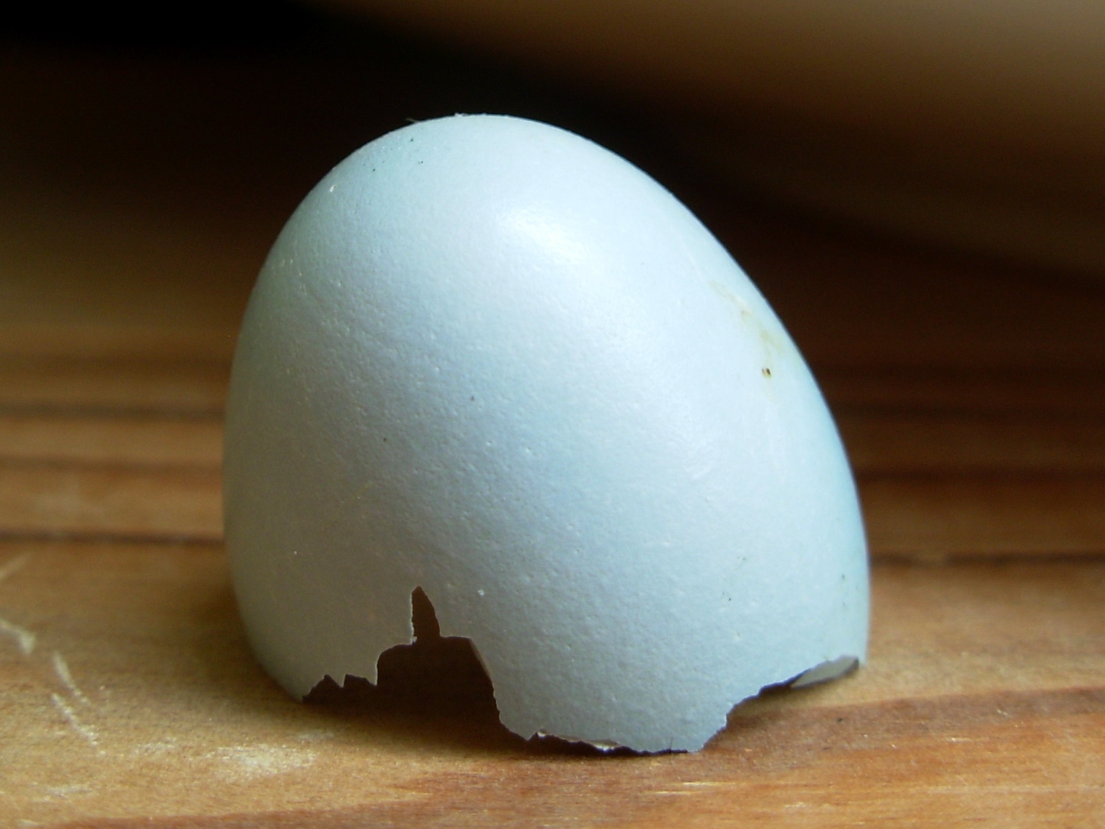 26robinegg