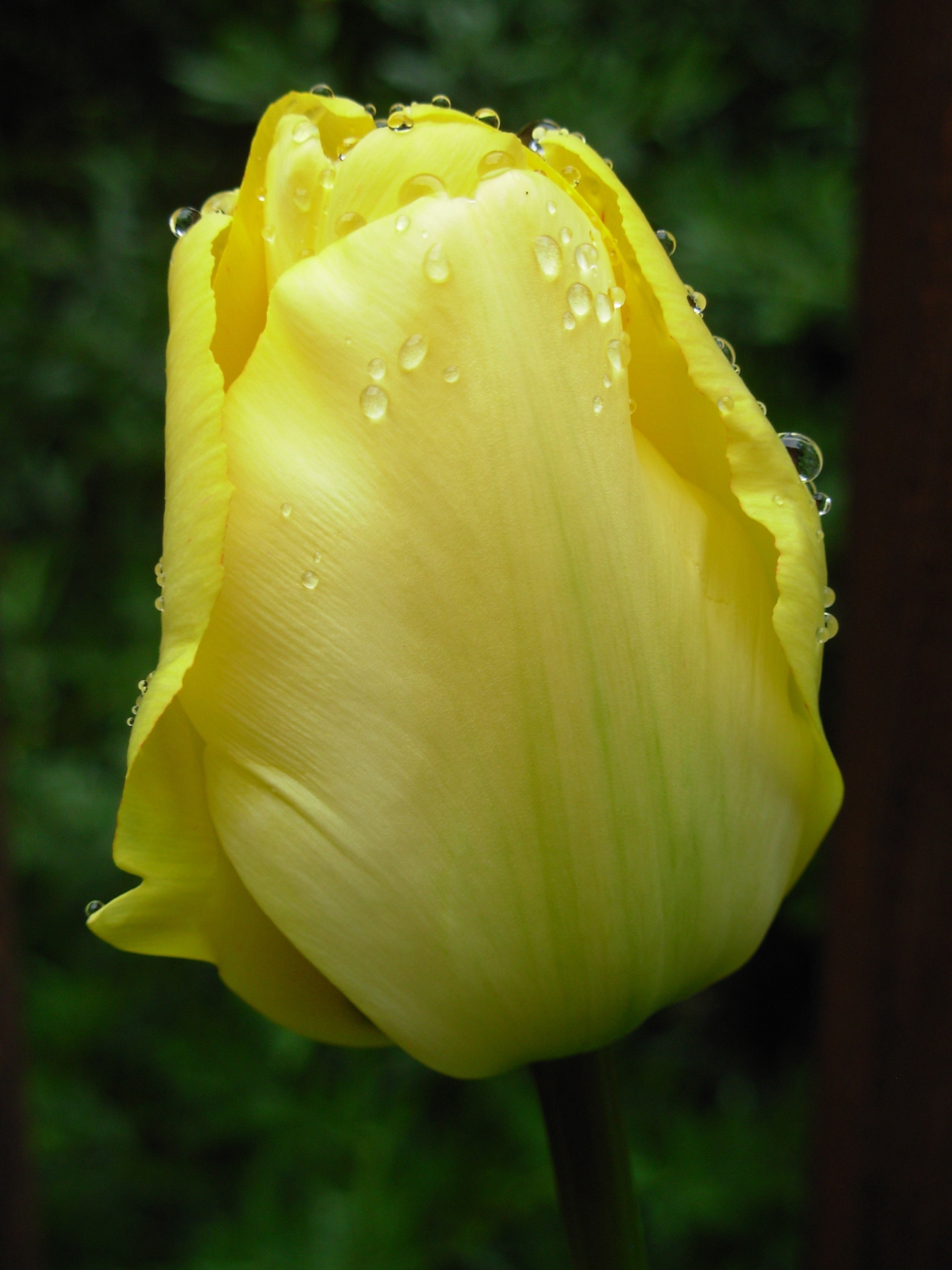 41yellowtulip