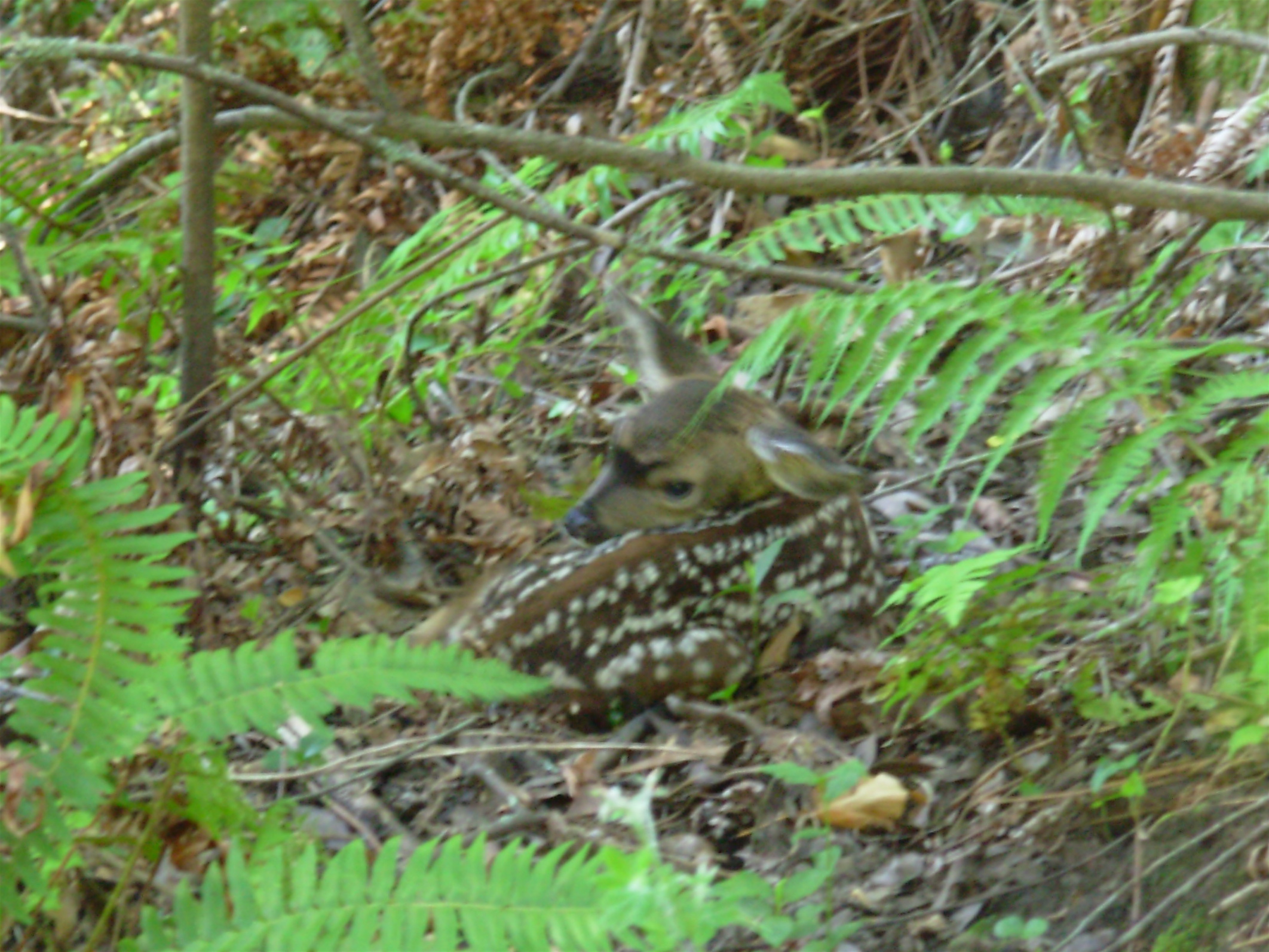 fawn