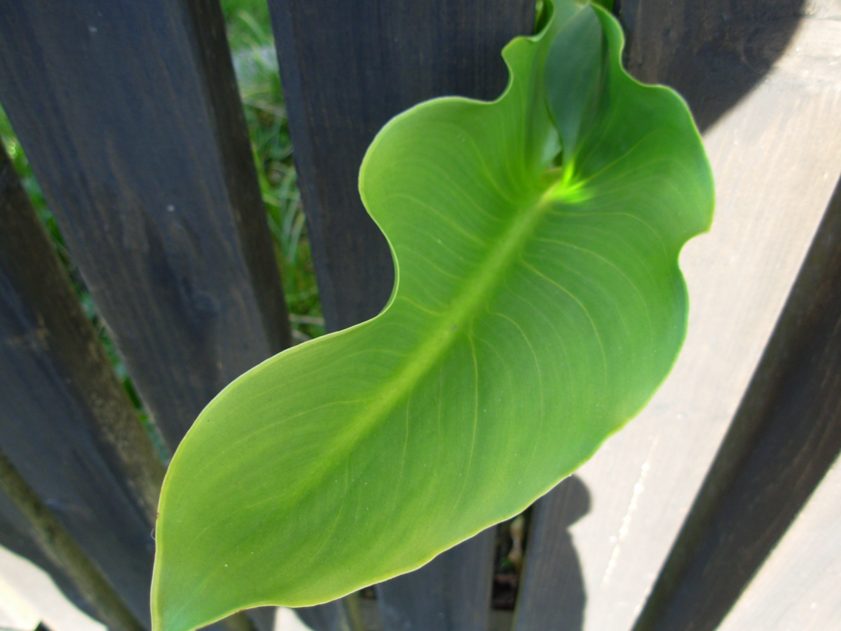 leaf