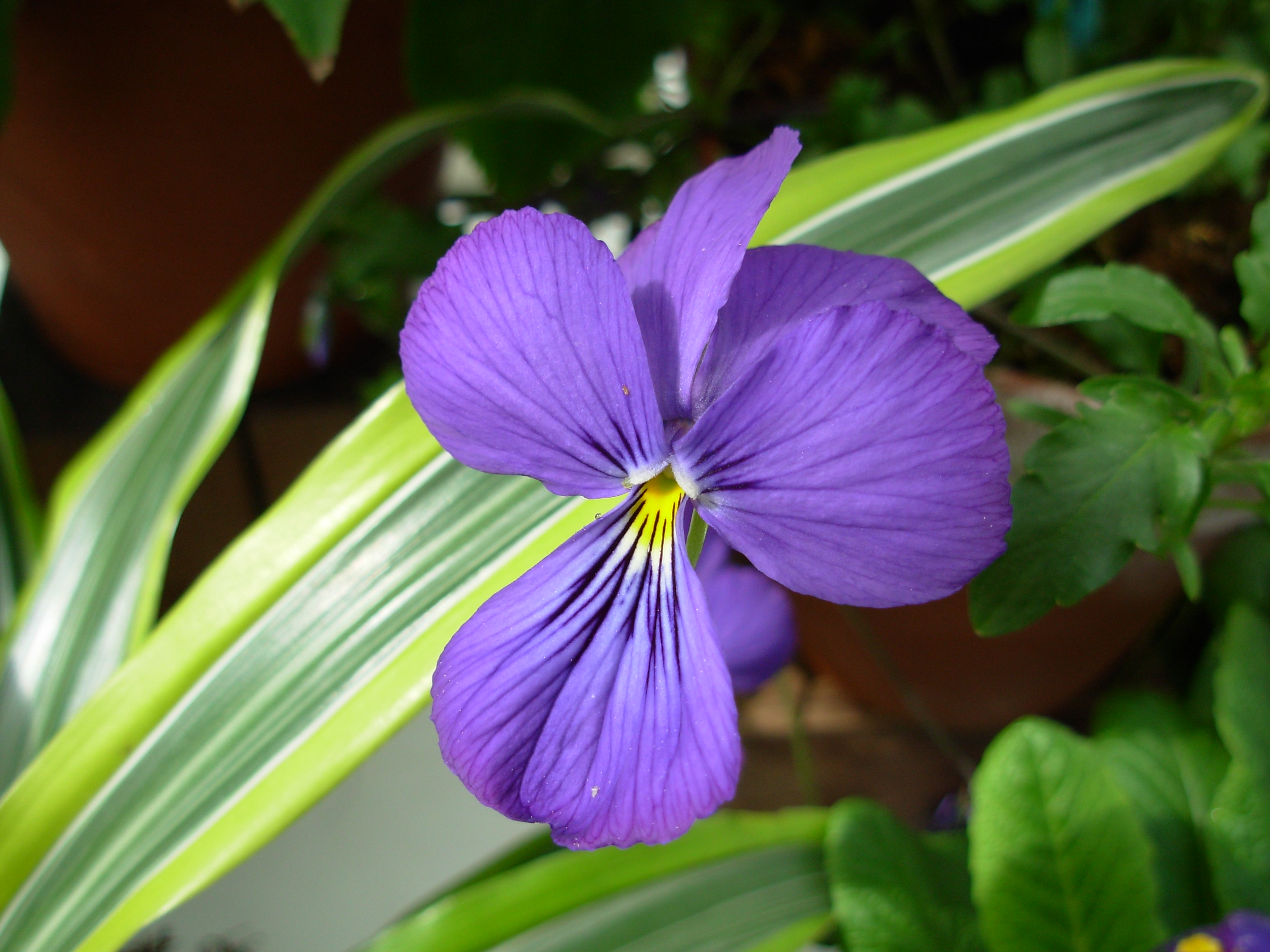 viola