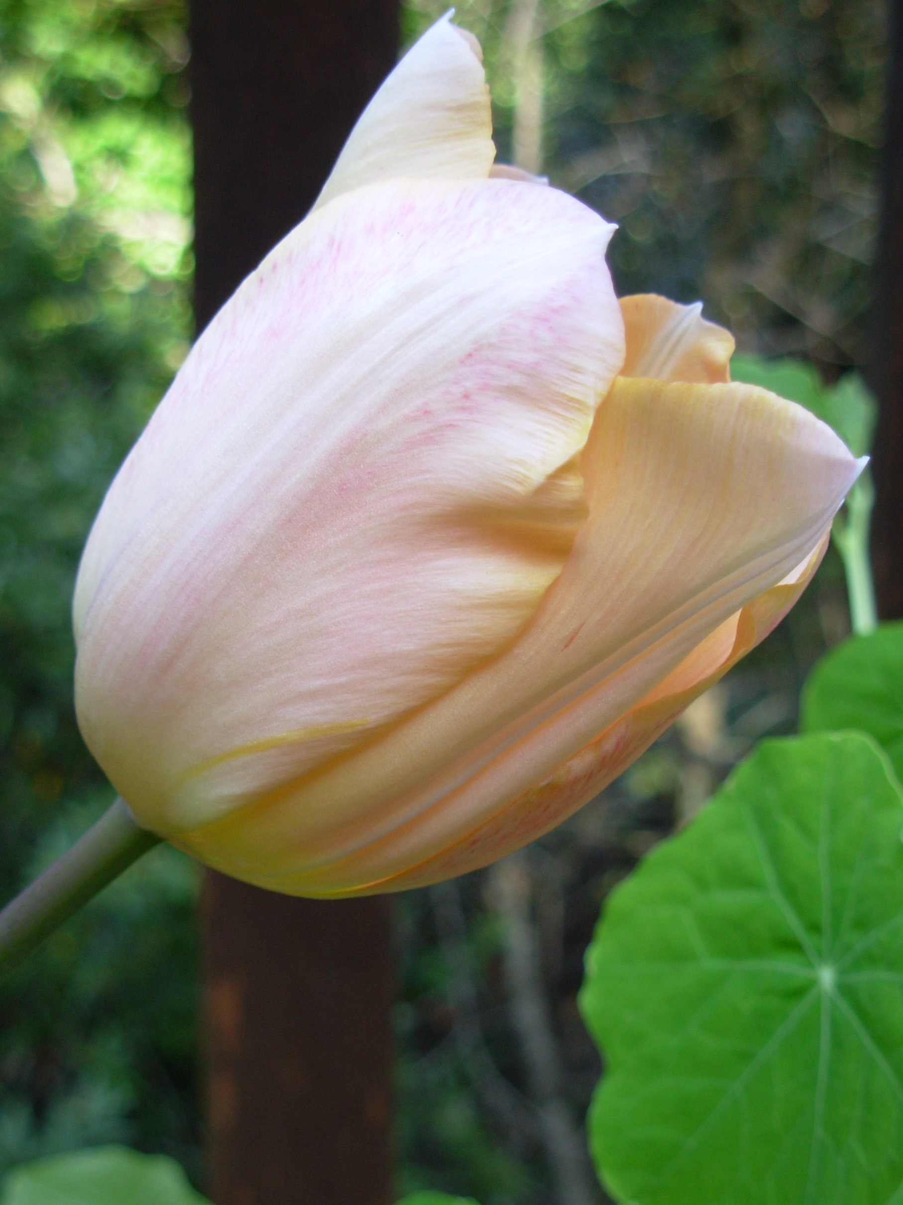 tulip-apricot2