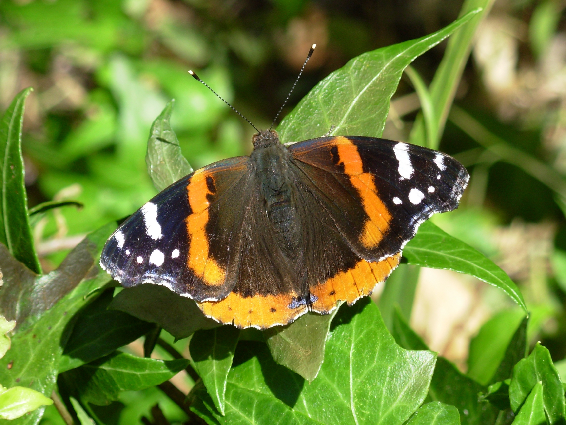 butterfly1
