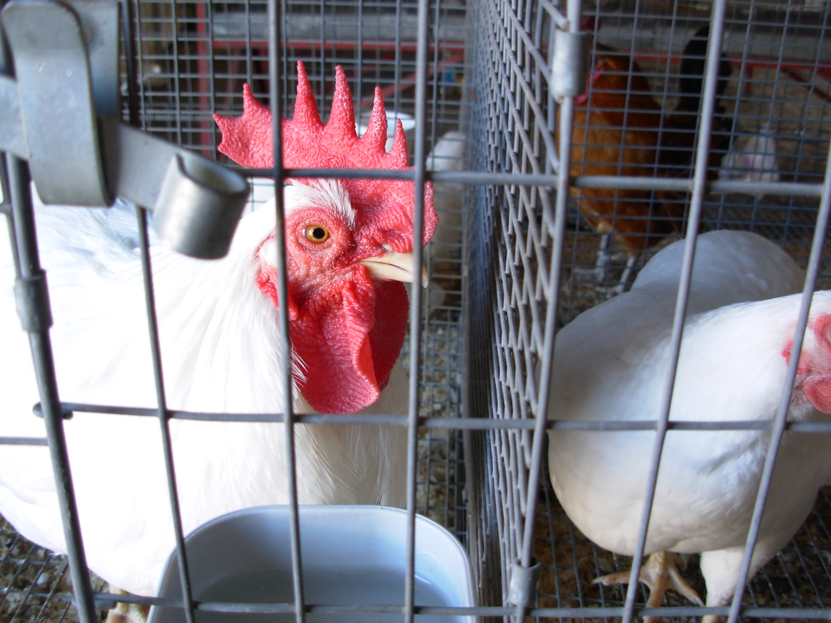 fair10chickens