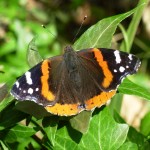 summerbutterfly summerbutterfly