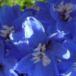 summerdelphinium summerdelphinium