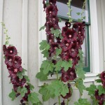 summerhollyhock summerhollyhock