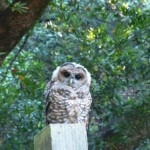 summerowl summerowl