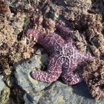 summerstarfish summerstarfish