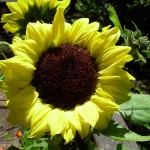 summersunflower summersunflower
