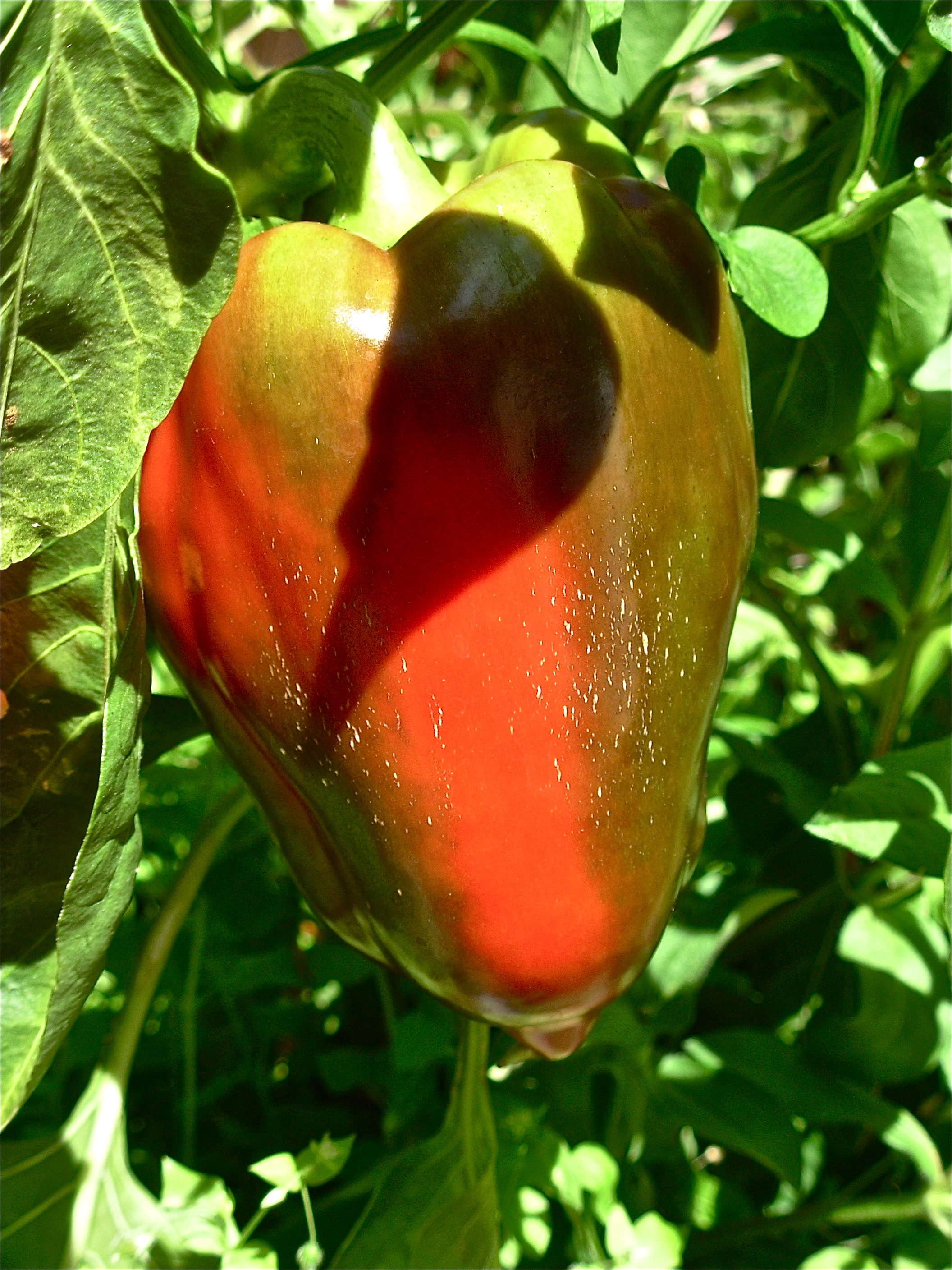garden_pepper
