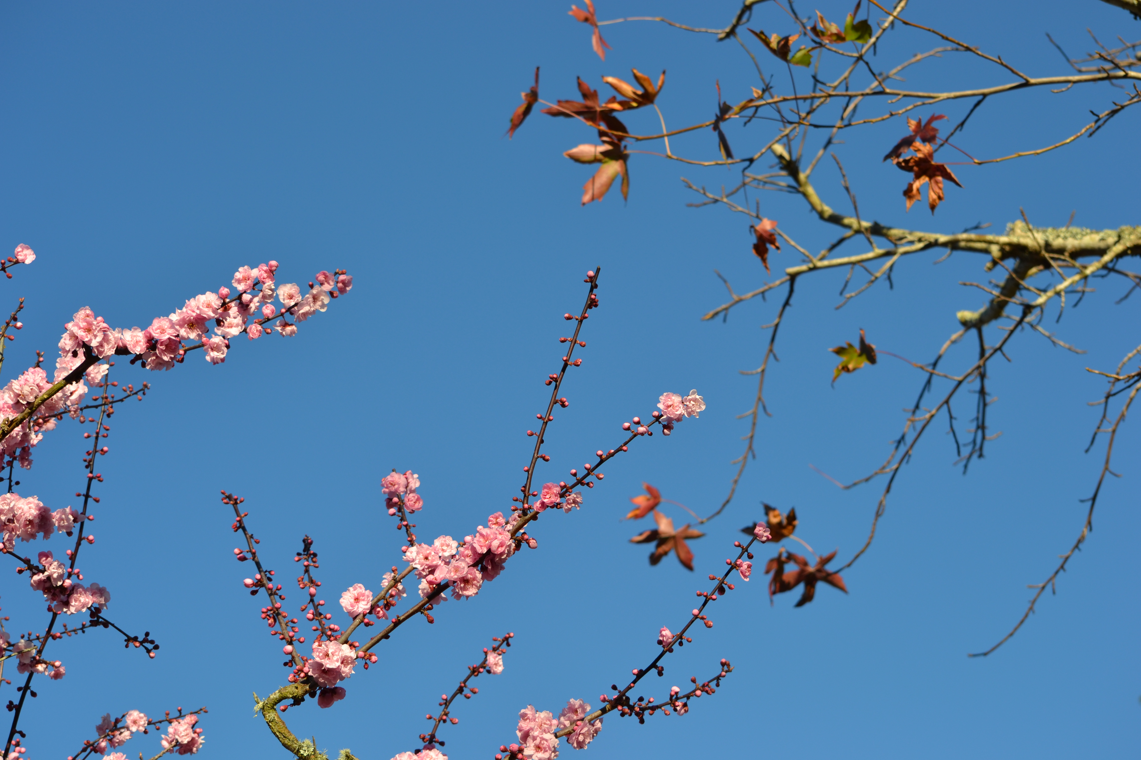 fallspringtrees