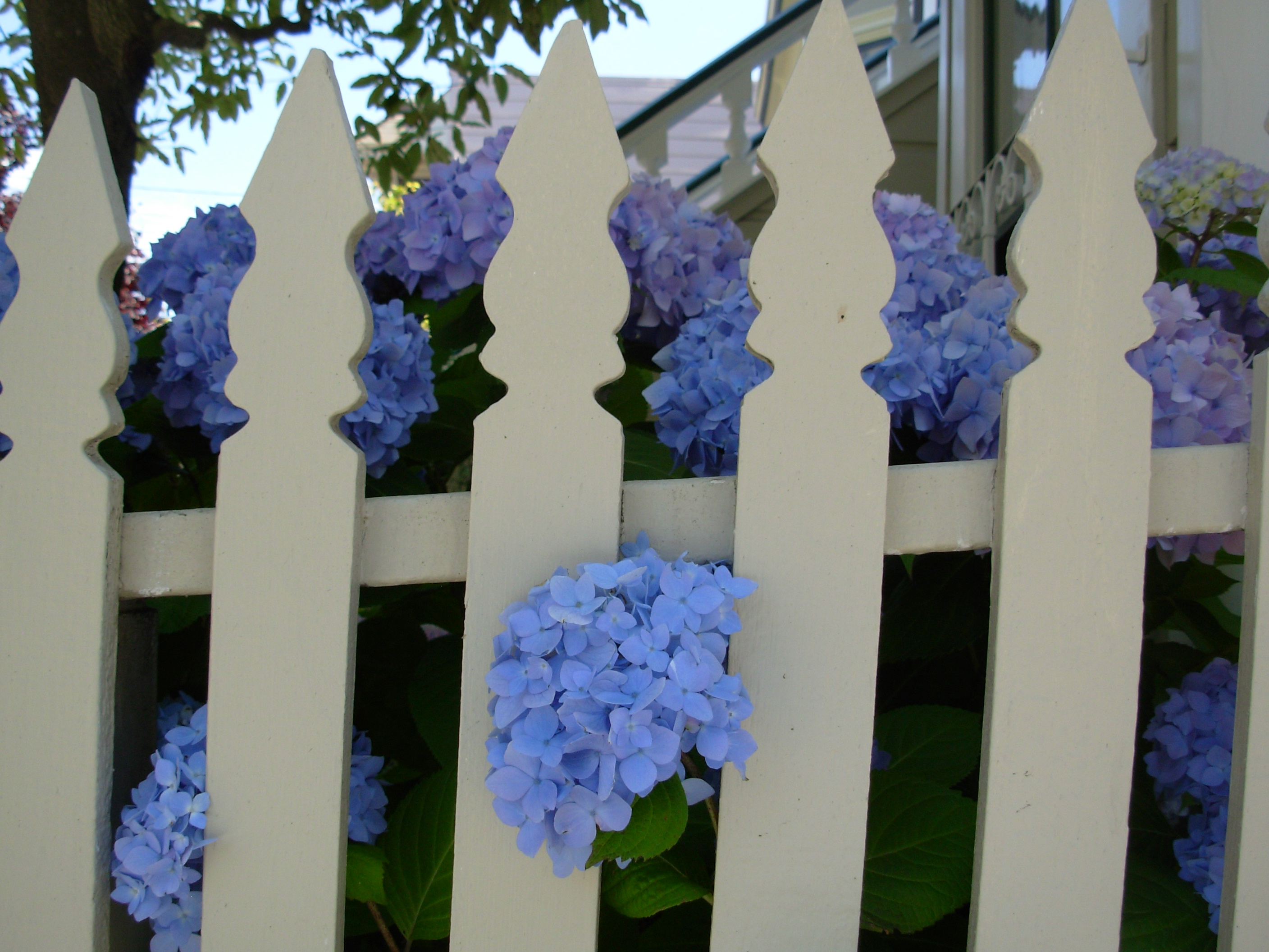 fencehydrangea