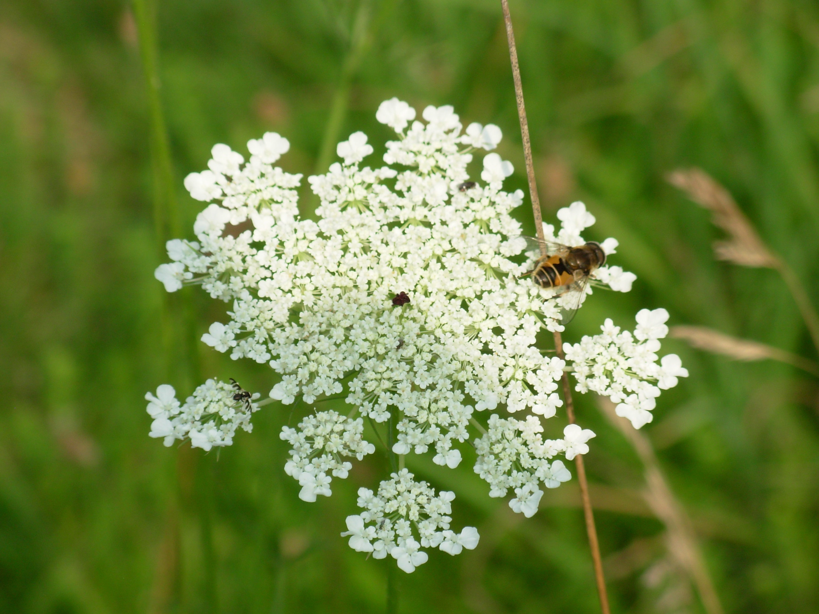 beeonflower