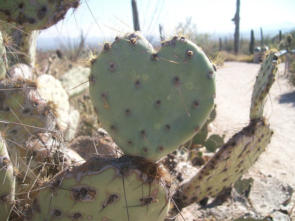 1024px-Opuntia_Cactus_Heart_PD