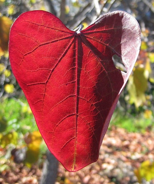 512px-Red_leaf_heart_shaped_dvortygirl