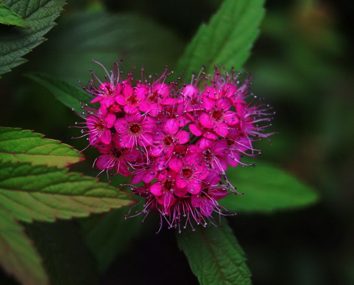 nature-heart07