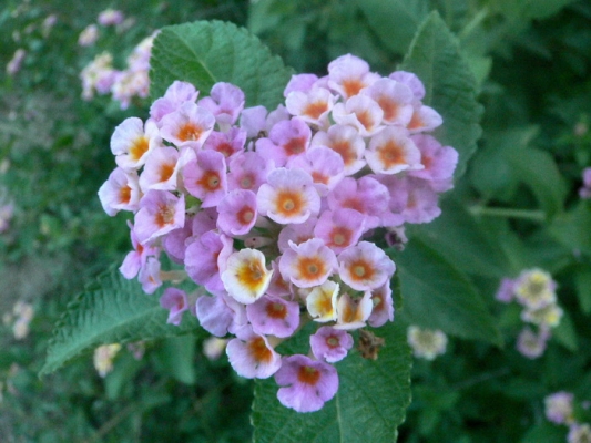 nature-heart19