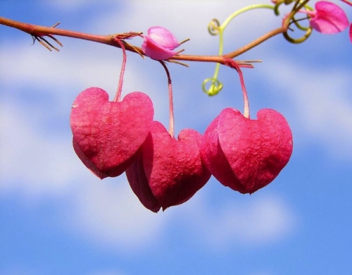 stringofheartsbyaussiegall