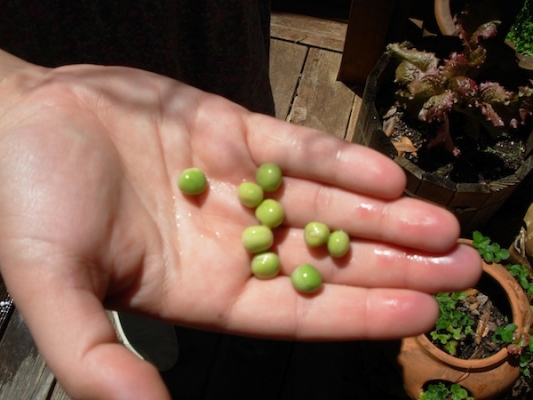 peahandful