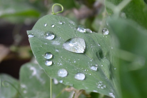 rainonleaf